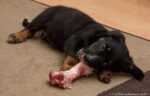 A Puppy’s Calcium Needs