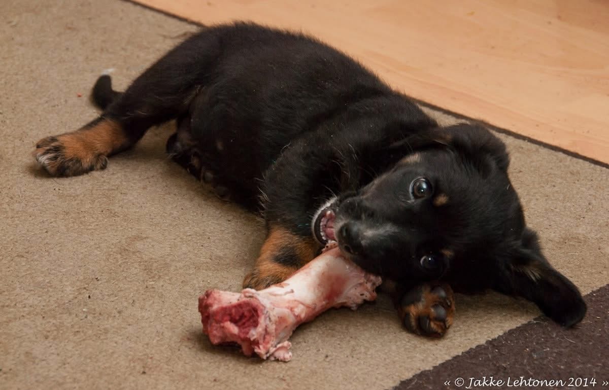 Read more about the article A Puppy’s Calcium Needs