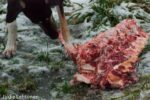 How Much Bone-In Ground Meat Should Be Given to a Dog?