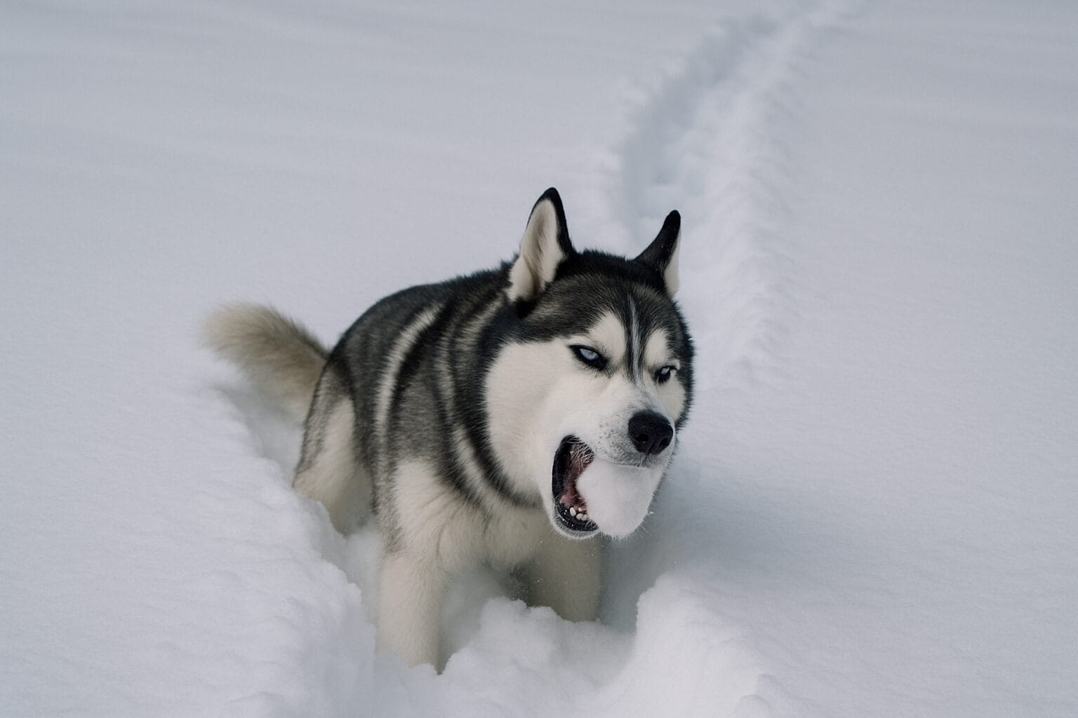 Read more about the article Why Does a Dog Eat Snow or Ice?