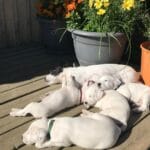 Russell Terriers Are Growing and Eating Less All the Time