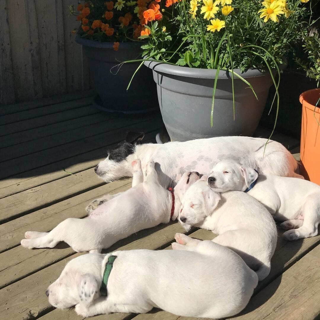 Read more about the article Russell Terriers Are Growing and Eating Less All the Time