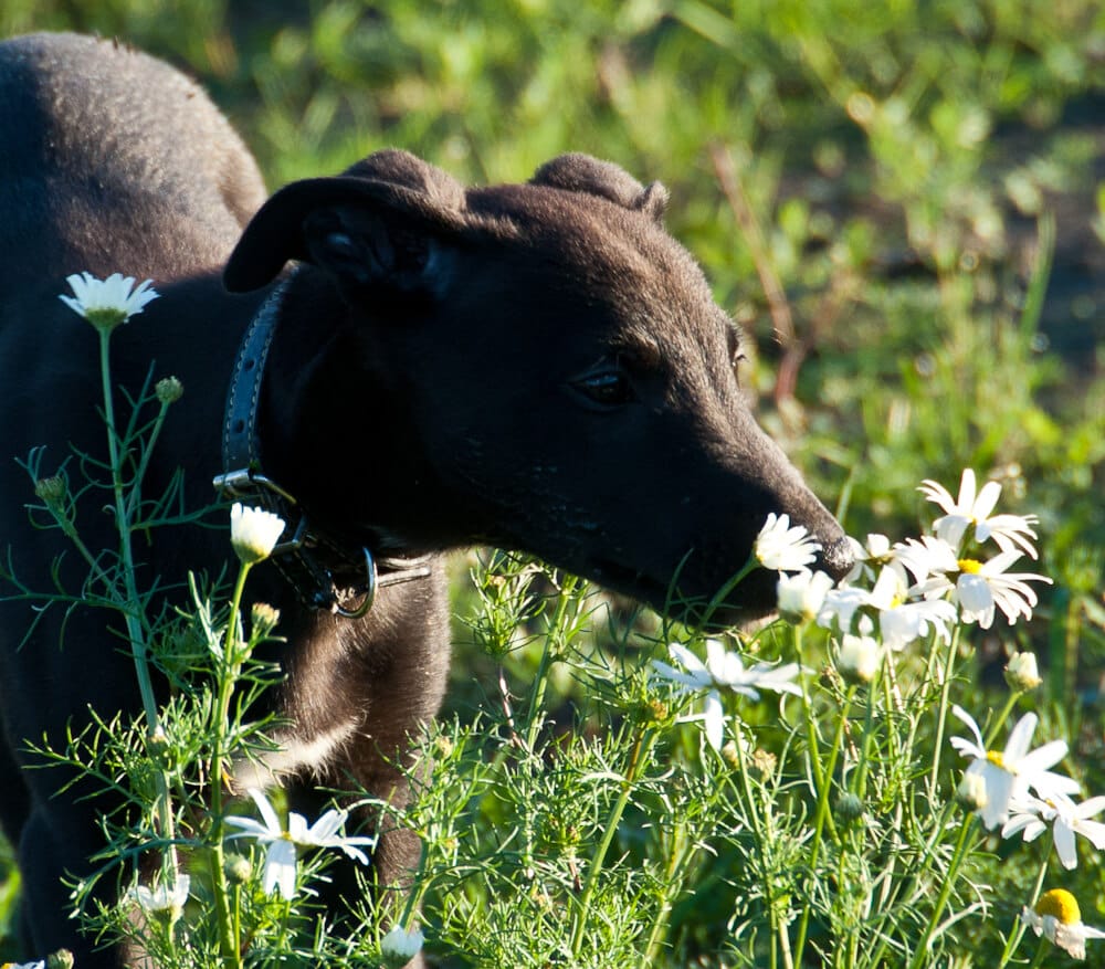 Read more about the article Fresh Herbs for Dry Dog Food