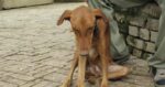 Owner-Induced Growth Disorder in Dogs: An Example