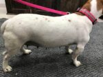Helping Your Dog Lose Weight
