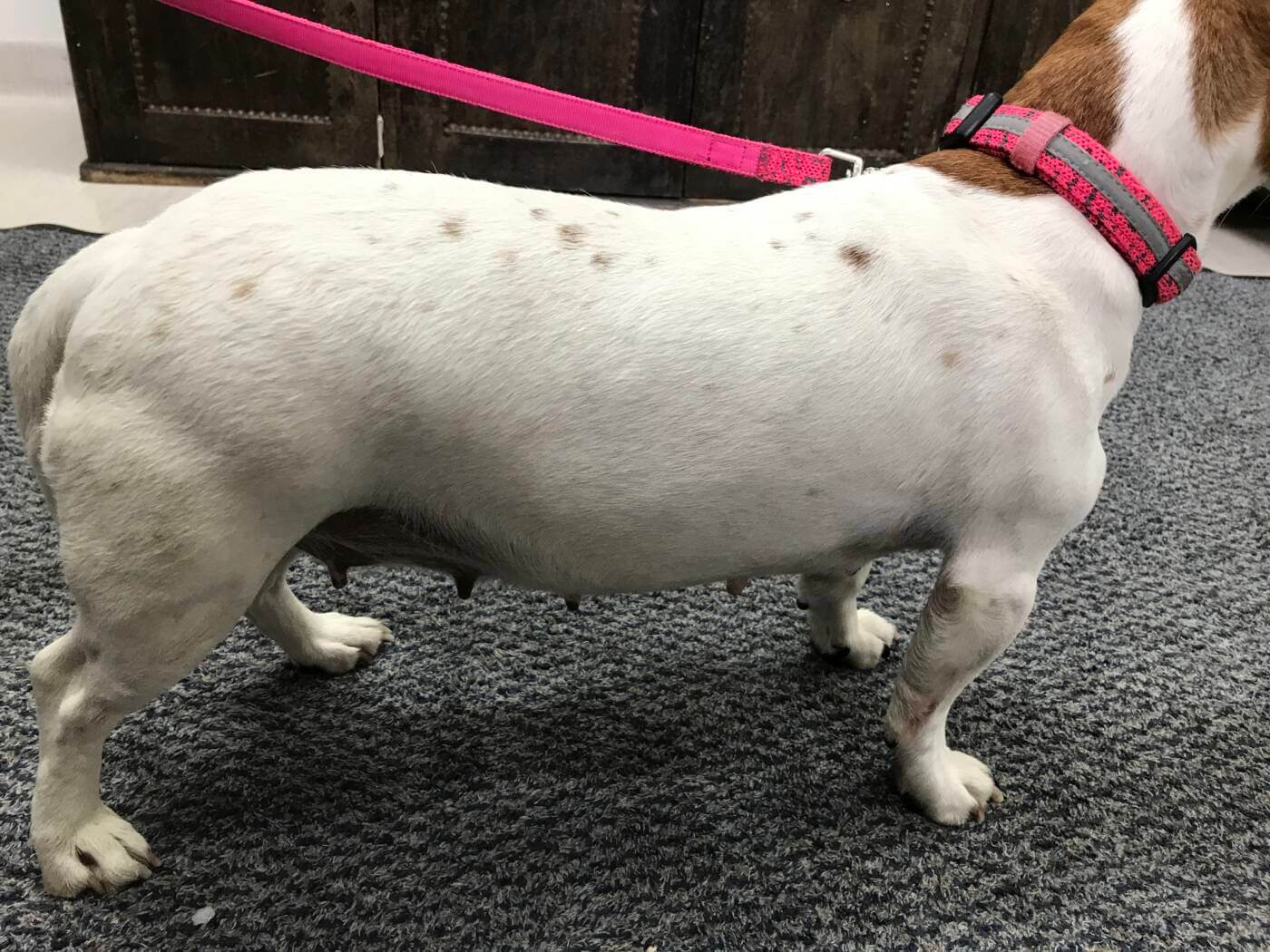 Read more about the article Helping Your Dog Lose Weight